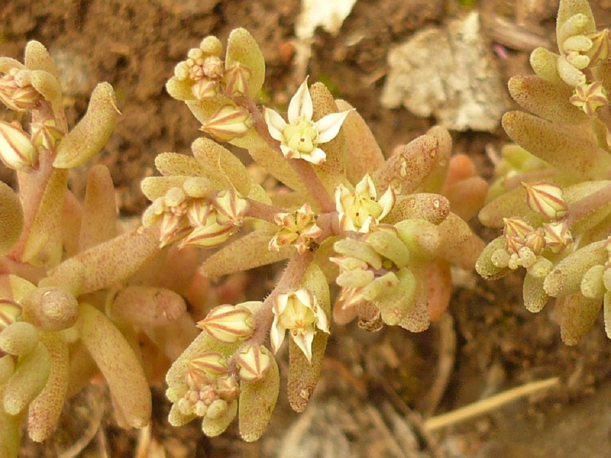 Sedum rubens (Crassulaceae)